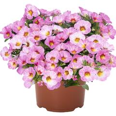 Minipetúnie, Million Bells 'Aloha Kona Pink Blush' - Calibrachoa hybrida 'Aloha Kona Pink Blush'