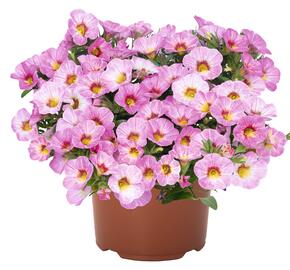 Minipetúnie, Million Bells 'Aloha Kona Pink Blush' - Calibrachoa hybrida 'Aloha Kona Pink Blush'