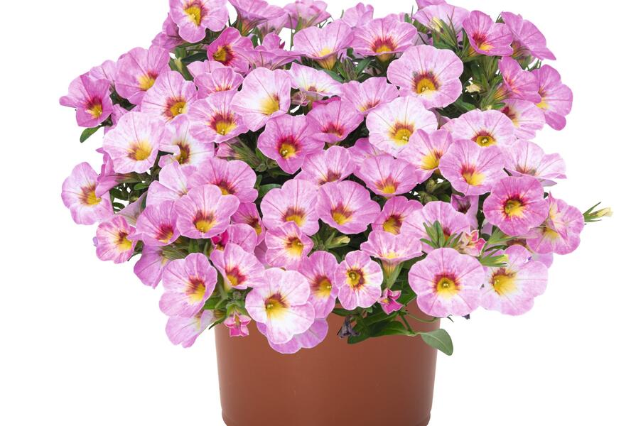Minipetúnie, Million Bells 'Aloha Kona Pink Blush' - Calibrachoa hybrida 'Aloha Kona Pink Blush'