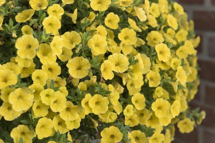 Minipetúnie, Million Bells 'Aloha Kona Tiky Yellow' - Calibrachoa hybrida 'Aloha Kona Tiky Yellow'