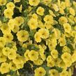 Minipetúnie, Million Bells 'Aloha Kona Tiky Yellow' - Calibrachoa hybrida 'Aloha Kona Tiky Yellow'