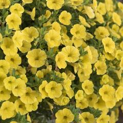 Minipetúnie, Million Bells 'Aloha Kona Tiky Yellow' - Calibrachoa hybrida 'Aloha Kona Tiky Yellow'