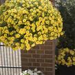 Minipetúnie, Million Bells 'Aloha Kona Tiky Yellow' - Calibrachoa hybrida 'Aloha Kona Tiky Yellow'