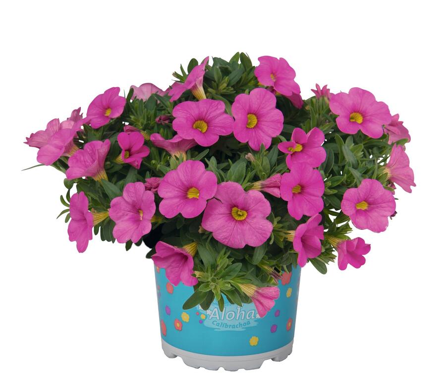 Minipetúnie, Million Bells 'Aloha Kona Pink' - Calibrachoa hybrida 'Aloha Kona Pink'