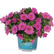 Minipetúnie, Million Bells 'Aloha Kona Pink' - Calibrachoa hybrida 'Aloha Kona Pink'