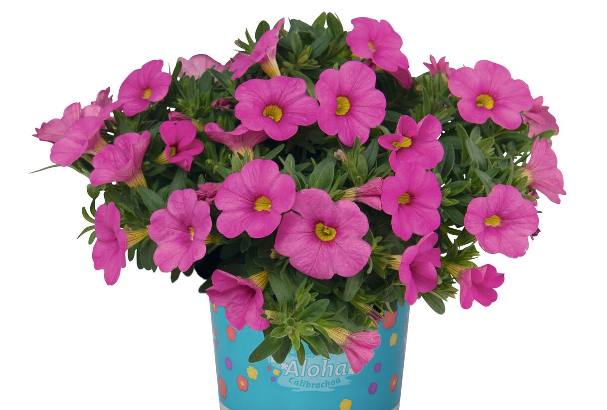 Minipetúnie, Million Bells 'Aloha Kona Pink' - Calibrachoa hybrida 'Aloha Kona Pink'