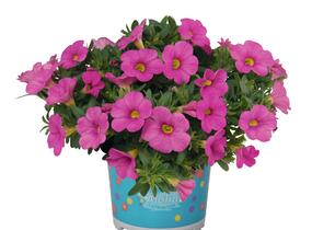 Minipetúnie, Million Bells 'Aloha Kona Pink' - Calibrachoa hybrida 'Aloha Kona Pink'