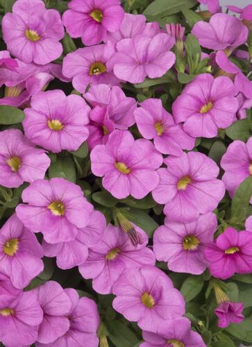 Minipetúnie, Million Bells 'Aloha Kona Pink' - Calibrachoa hybrida 'Aloha Kona Pink'