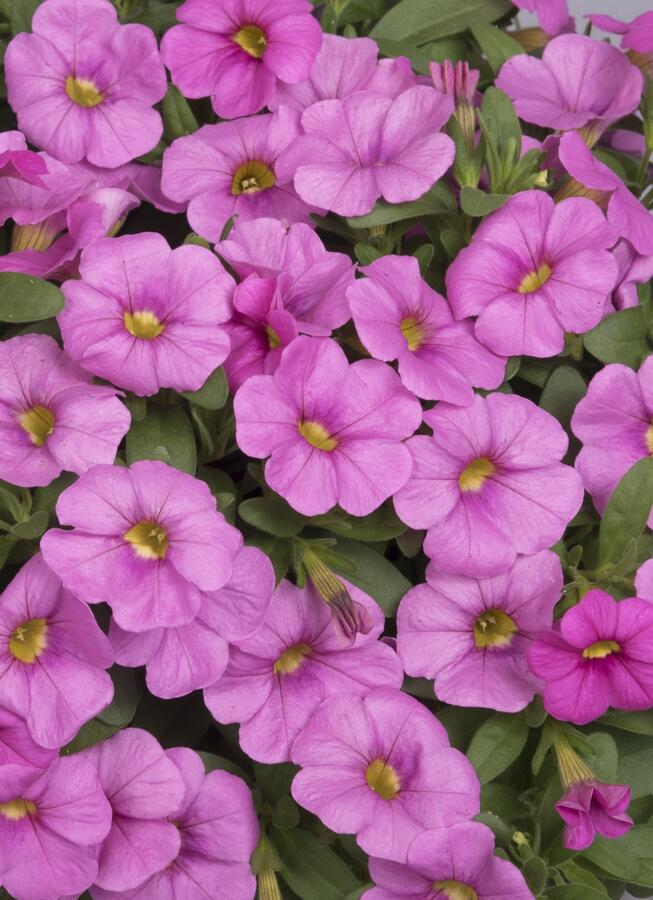Minipetúnie, Million Bells 'Aloha Kona Pink' - Calibrachoa hybrida 'Aloha Kona Pink'