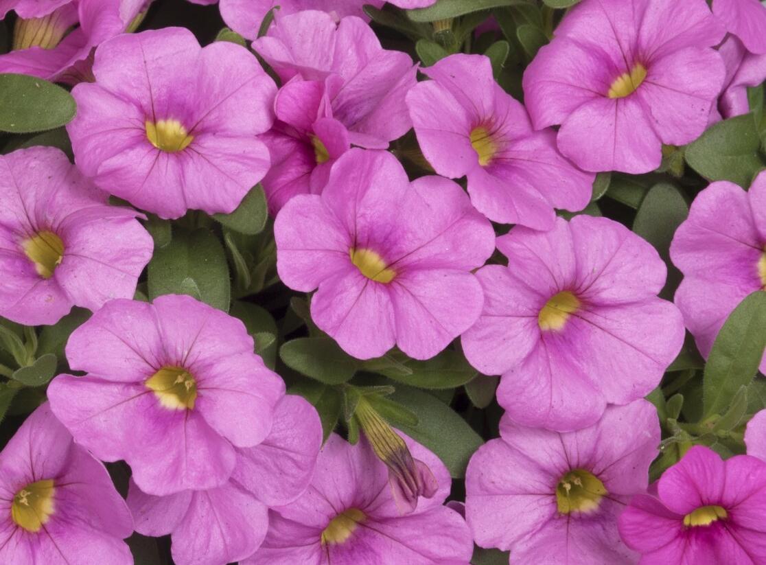 Minipetúnie, Million Bells 'Aloha Kona Pink' - Calibrachoa hybrida 'Aloha Kona Pink'
