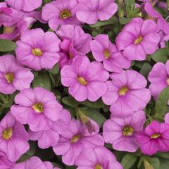 Minipetúnie, Million Bells 'Aloha Kona Pink' - Calibrachoa hybrida 'Aloha Kona Pink'