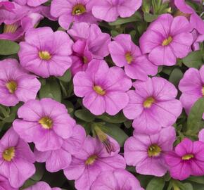 Minipetúnie, Million Bells 'Aloha Kona Pink' - Calibrachoa hybrida 'Aloha Kona Pink'