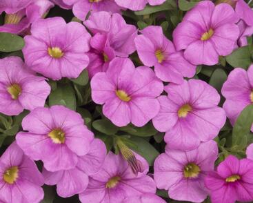 Minipetúnie, Million Bells 'Aloha Kona Pink'