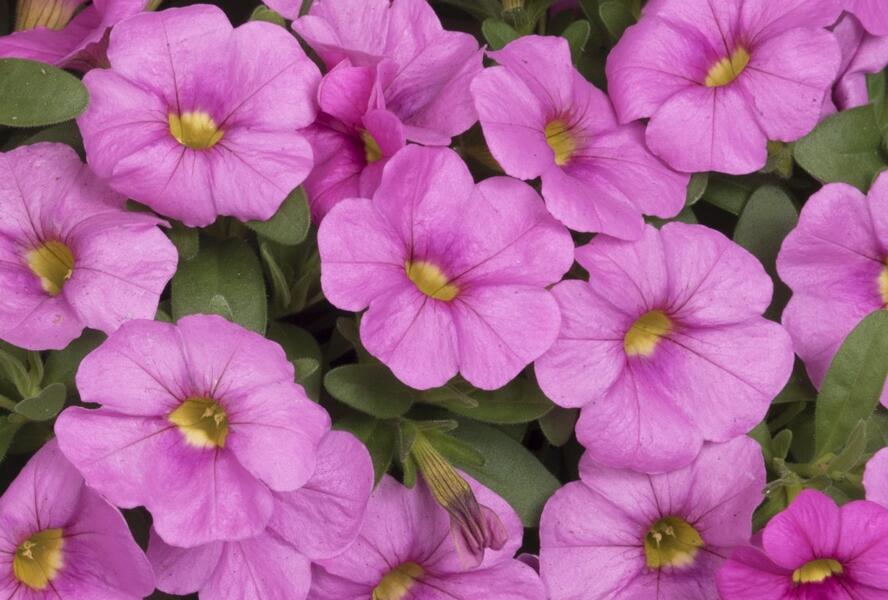 Minipetúnie, Million Bells 'Aloha Kona Pink' - Calibrachoa hybrida 'Aloha Kona Pink'