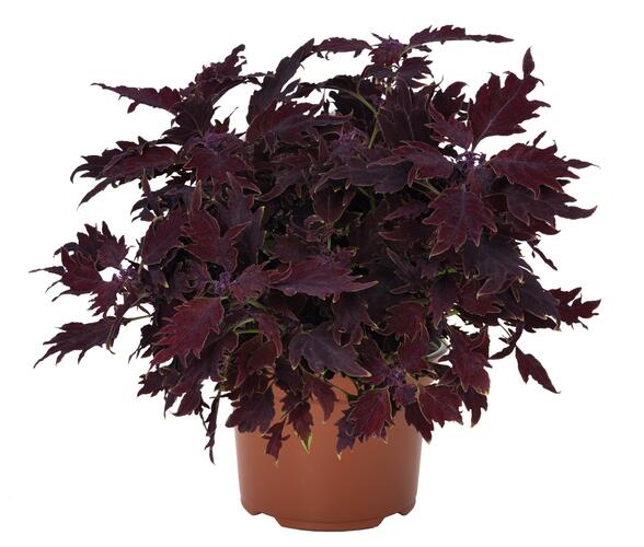 Pochvatec, Pokojová kopřiva 'Dallas' - Coleus blumei 'Dallas'