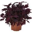 Pochvatec, Pokojová kopřiva 'Dallas' - Coleus blumei 'Dallas'