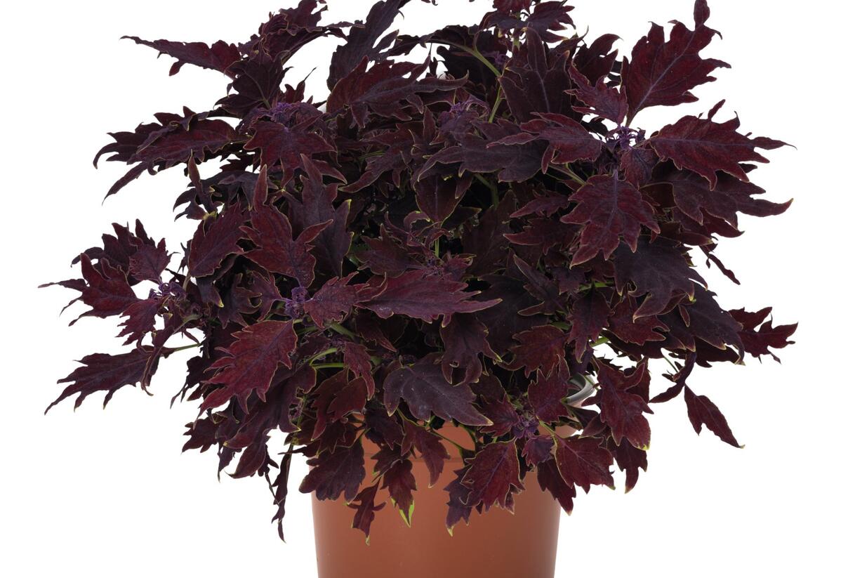 Pochvatec, Pokojová kopřiva 'Dallas' - Coleus blumei 'Dallas'