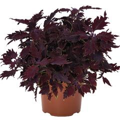 Pochvatec, Pokojová kopřiva 'Dallas' - Coleus blumei 'Dallas'