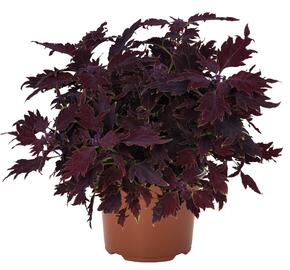 Pochvatec, Pokojová kopřiva 'Dallas' - Coleus blumei 'Dallas'