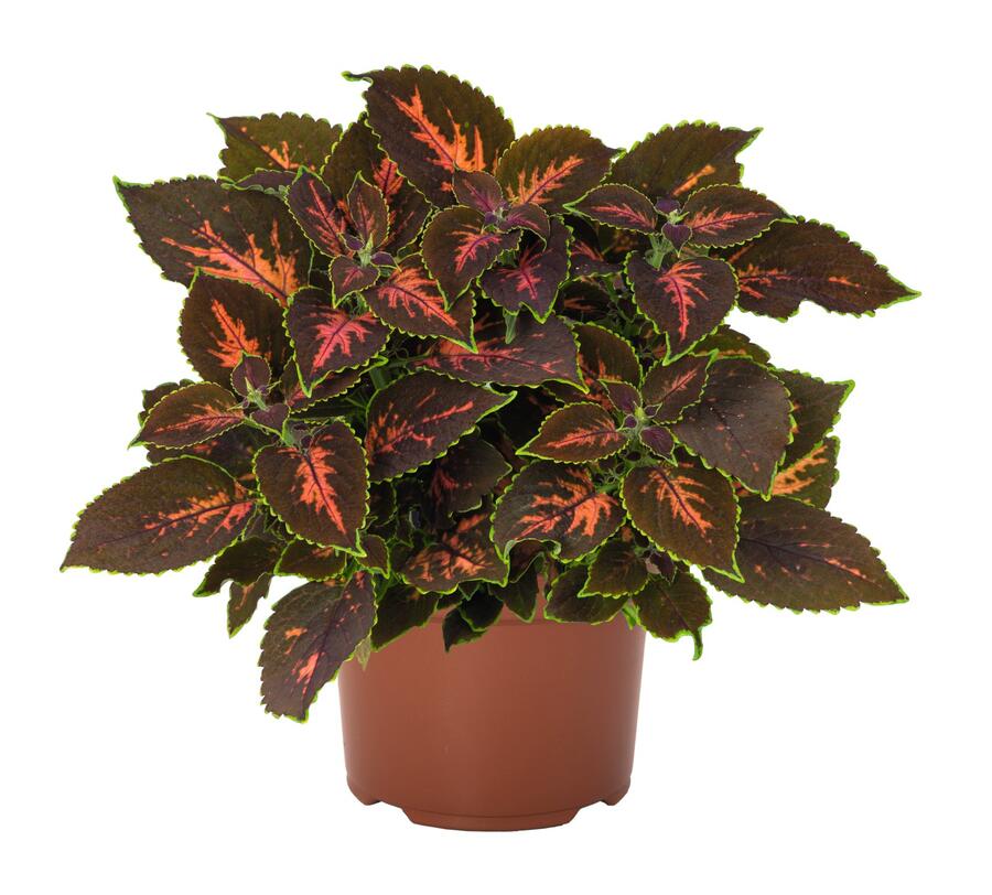 Pochvatec, Pokojová kopřiva 'Gardner Street' - Coleus blumei 'Gardner Street'