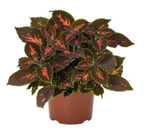 Pochvatec, Pokojová kopřiva 'Gardner Street' - Coleus blumei 'Gardner Street'