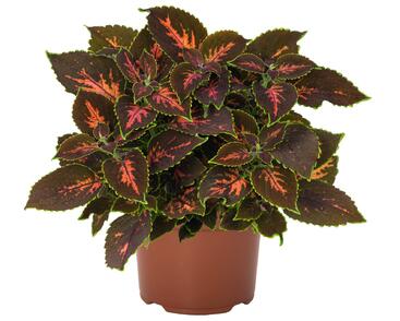 Pochvatec, Pokojová kopřiva 'Gardner Street'