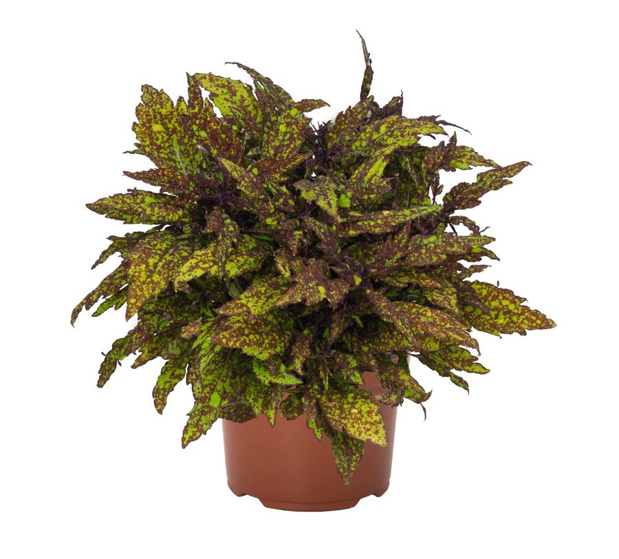 Pochvatec, Pokojová kopřiva 'Greenville' - Coleus blumei 'Greenville'