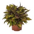 Pochvatec, Pokojová kopřiva 'Greenville' - Coleus blumei 'Greenville'
