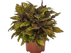 Pochvatec, Pokojová kopřiva 'Greenville' - Coleus blumei 'Greenville'