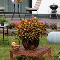 Pochvatec, Pokojová kopřiva 'Greenville' - Coleus blumei 'Greenville'