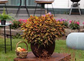 Pochvatec, Pokojová kopřiva 'Greenville' - Coleus blumei 'Greenville'