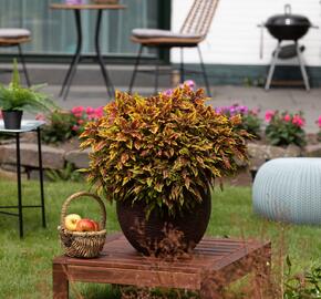 Pochvatec, Pokojová kopřiva 'Greenville' - Coleus blumei 'Greenville'
