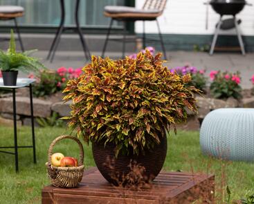 Pochvatec, Pokojová kopřiva 'Greenville'