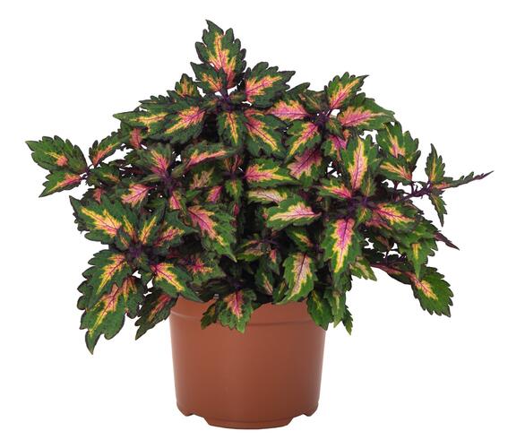 Pochvatec, Pokojová kopřiva 'Miami Magic' - Coleus blumei 'Miami Magic'
