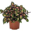 Pochvatec, Pokojová kopřiva 'Miami Magic' - Coleus blumei 'Miami Magic'