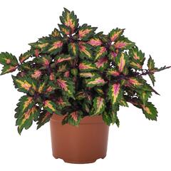 Pochvatec, Pokojová kopřiva 'Miami Magic' - Coleus blumei 'Miami Magic'