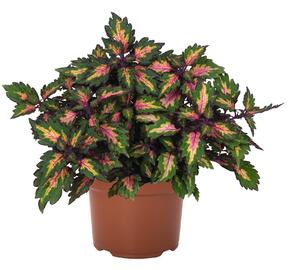 Pochvatec, Pokojová kopřiva 'Miami Magic' - Coleus blumei 'Miami Magic'