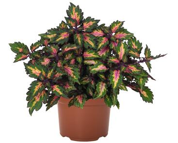 Pochvatec, Pokojová kopřiva 'Miami Magic'