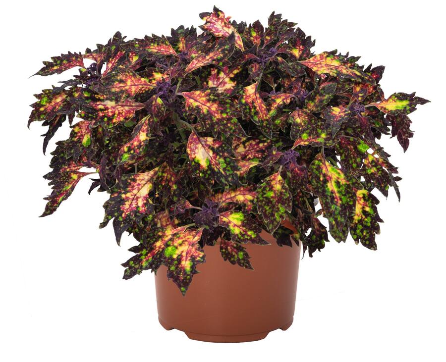 Pochvatec, Pokojová kopřiva 'Santa Monica' - Coleus blumei 'Santa Monica'