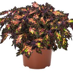 Pochvatec, Pokojová kopřiva 'Santa Monica' - Coleus blumei 'Santa Monica'