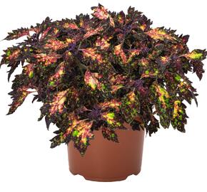 Pochvatec, Pokojová kopřiva 'Santa Monica' - Coleus blumei 'Santa Monica'