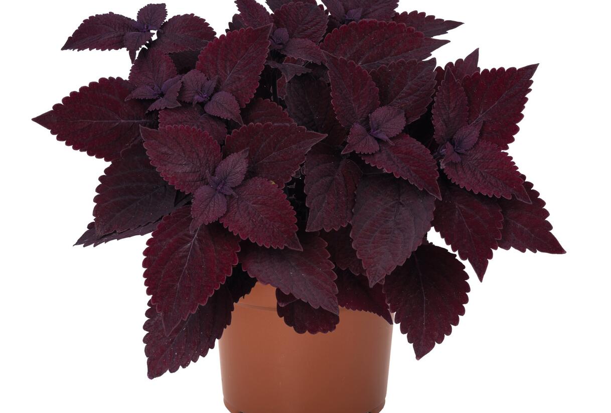 Pochvatec, Pokojová kopřiva 'Second Street' - Coleus blumei 'Second Street'