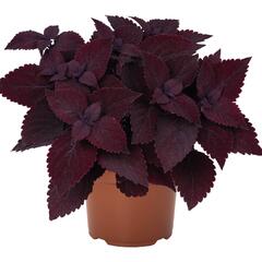 Pochvatec, Pokojová kopřiva 'Second Street' - Coleus blumei 'Second Street'