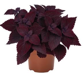 Pochvatec, Pokojová kopřiva 'Second Street' - Coleus blumei 'Second Street'