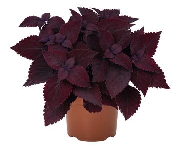 Pochvatec, Pokojová kopřiva 'Second Street'