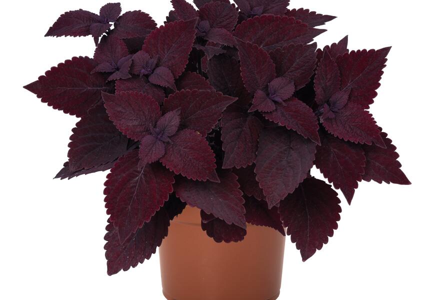 Pochvatec, Pokojová kopřiva 'Second Street' - Coleus blumei 'Second Street'