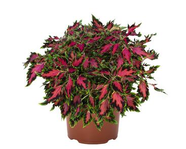 Pochvatec, Pokojová kopřiva 'Vegas Neon'