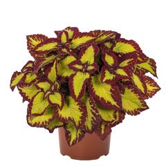 Pochvatec, Pokojová kopřiva 'Velvet' - Coleus blumei 'Velvet'