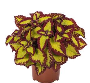 Pochvatec, Pokojová kopřiva 'Velvet' - Coleus blumei 'Velvet'