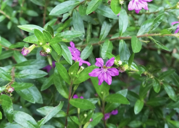 Kufea, hlazenec ohnivý 'Purple' - Cuphea hyssopifolia 'Purple'